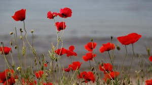 Poppies